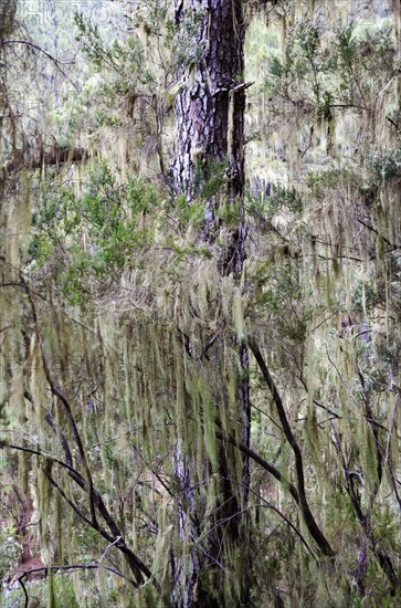 Cloud forest with hanging lichens