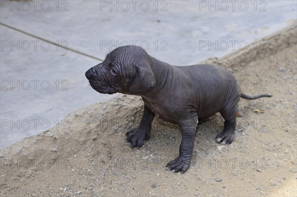 Perro sin Pelo