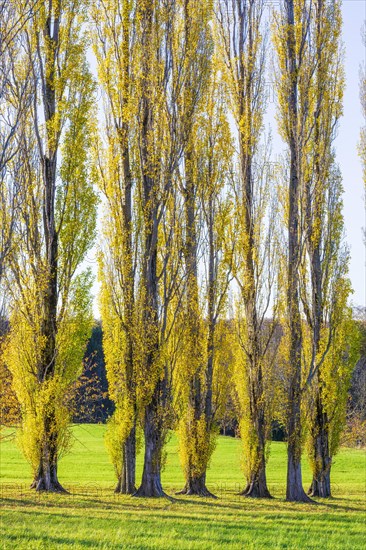 Columnar poplar avenue