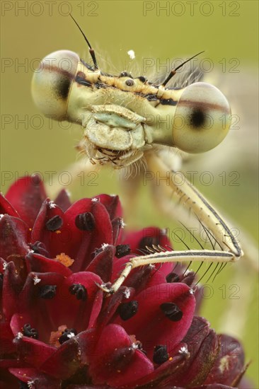 White-legged damselfly