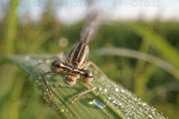 White-legged damselfly