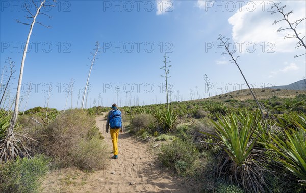 Young man on his way through agaves