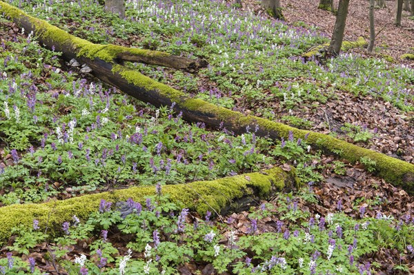 Hollow larkspur