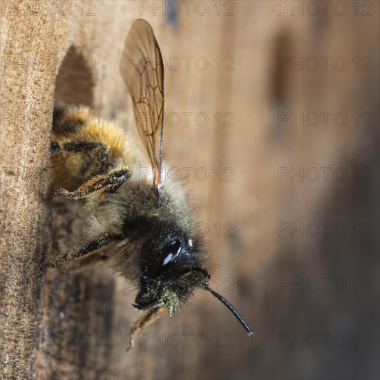 Hornfaced bee