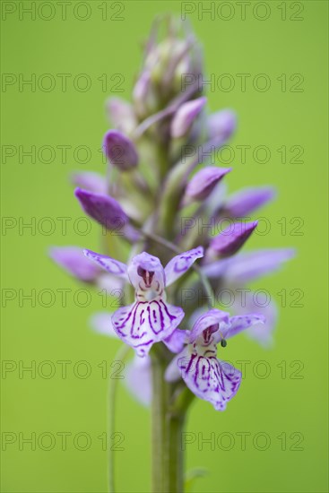 Southern marsh orchid