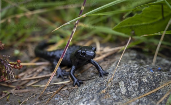 Alpine Salamander