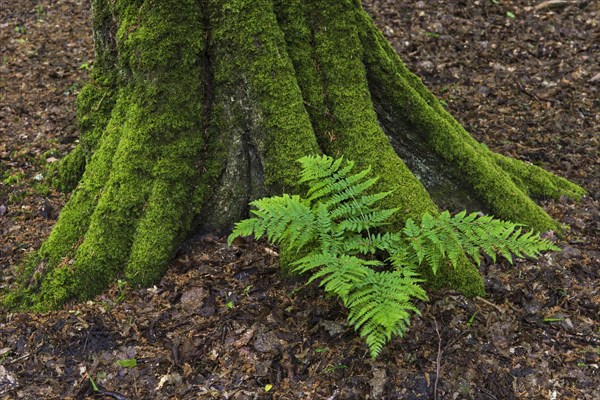 Fern at the roots of a beech