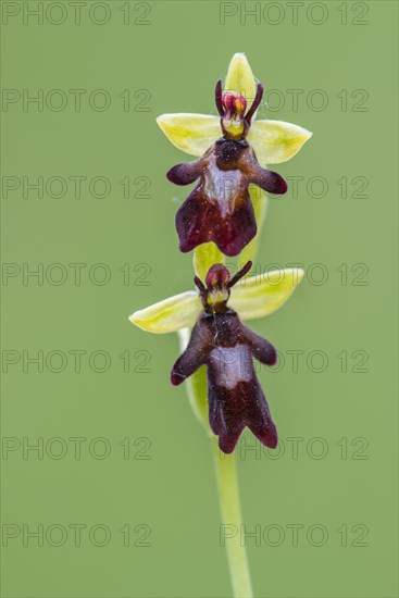 Fly orchid