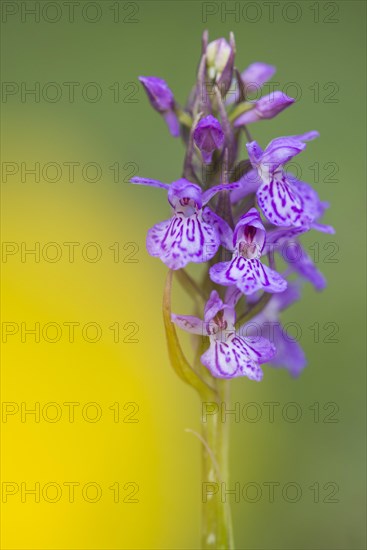 Southern marsh orchid