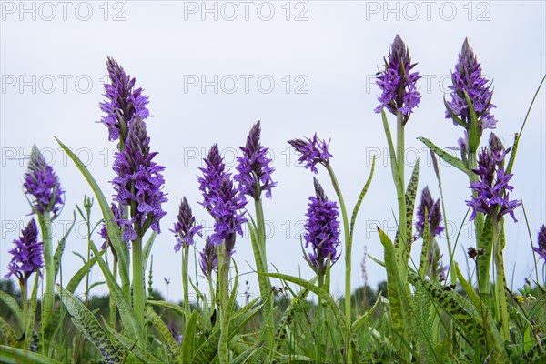 Southern marsh orchid