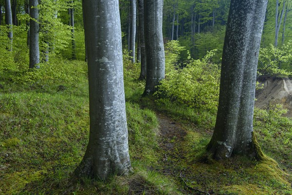 Path along beech trees