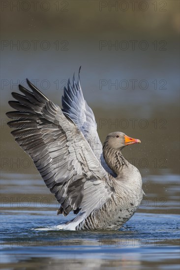 Greylag goose