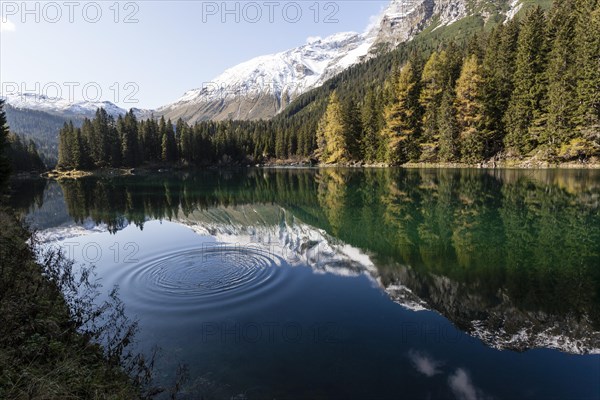 Autumnal larch forest at Obernberger See