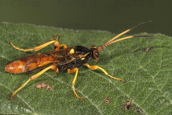 Ichneumon fly