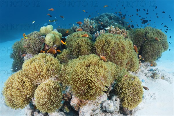 Anemone field from Magnificent sea anemones