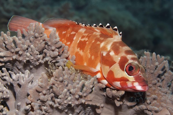 Blacktip grouper