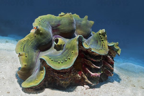 Giant clam