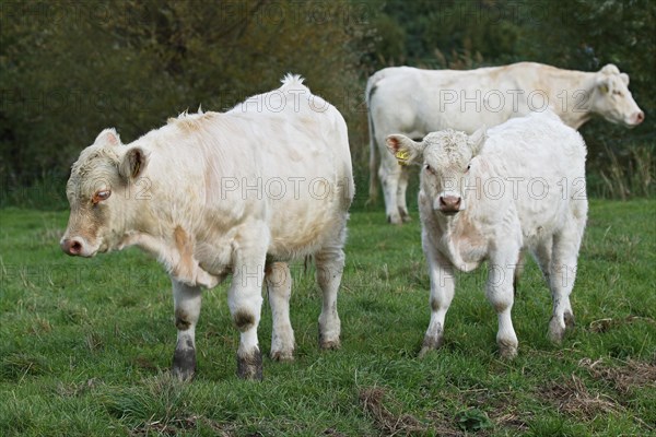 Charolais-Domestic Cattles