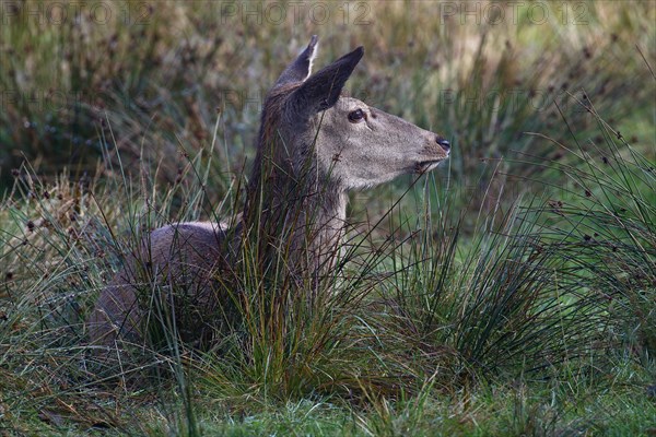 Red deer-cow