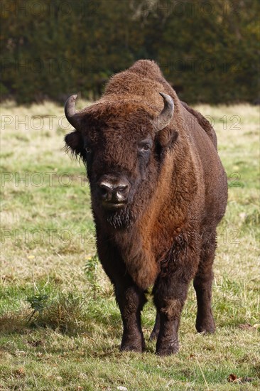 Bison