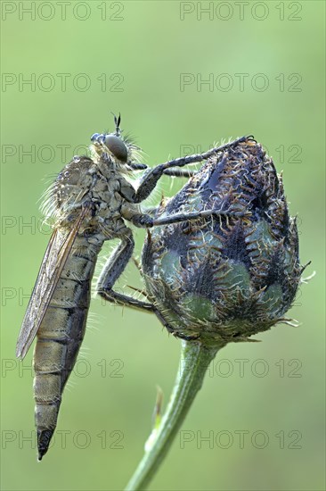 Robber fly