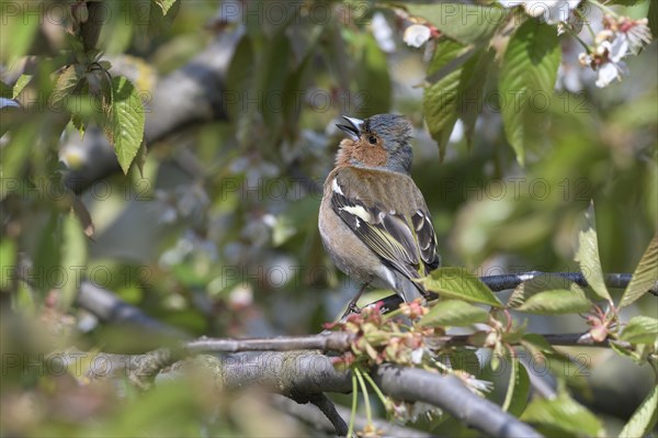 Singing Common chaffinch