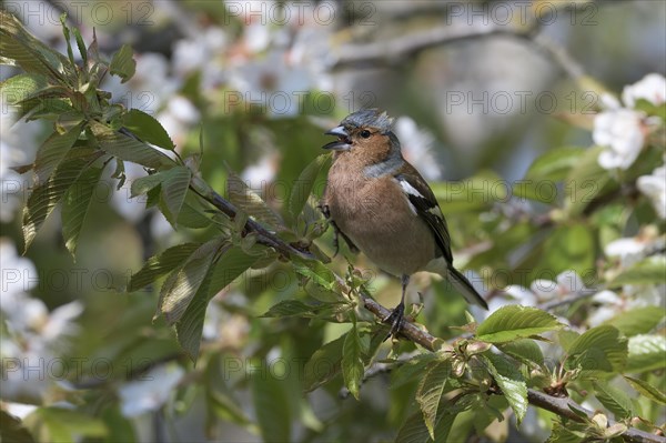 Singing Common chaffinch