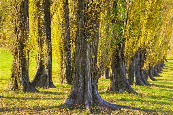 Columnar poplar avenue