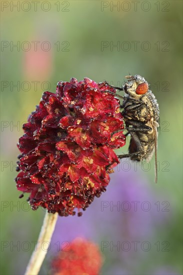 Blowfly