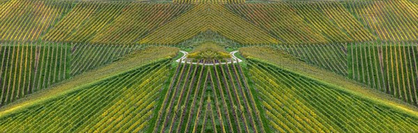 Vineyards in autumn