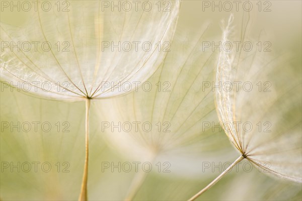 Umbrellas of the Meadow salsify