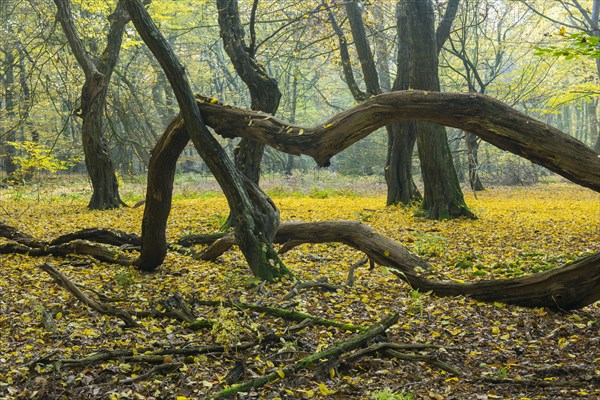 Autumn in the jungle Baumweg