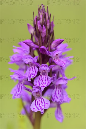 Southern marsh orchid