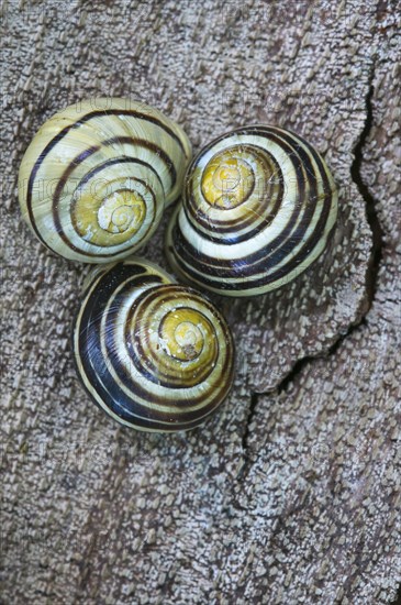 Grove snails