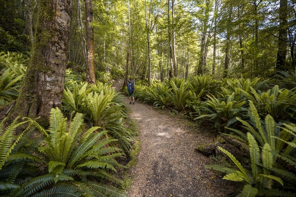 Hiker on trail through forest with ferns