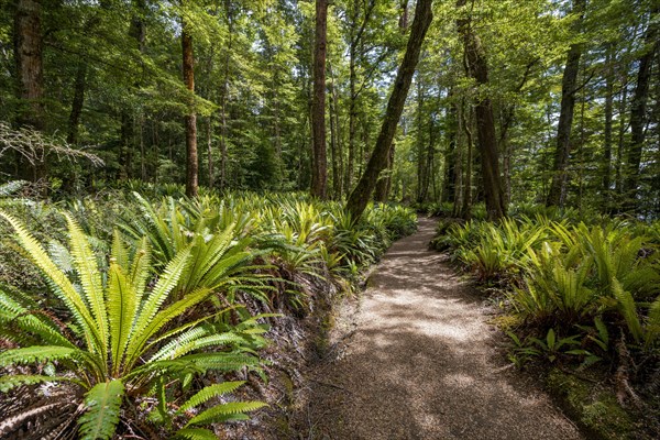 Hiking trail through forest with ferns