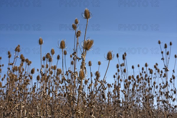 Wild teasels