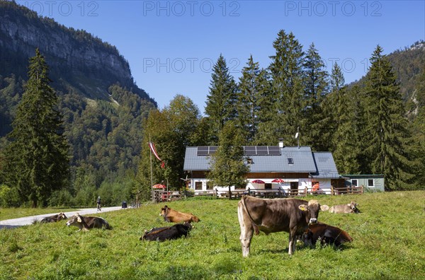 Cow herd in Rettenbachtal with Rettenbachalm