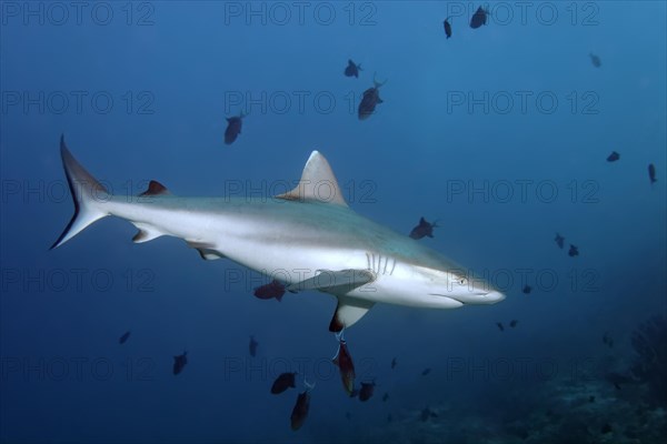 Grey reef shark