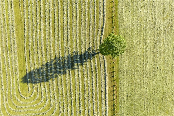 Tree with shade