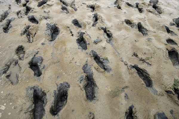 Footprints in the mudflats