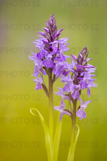 Southern marsh orchid