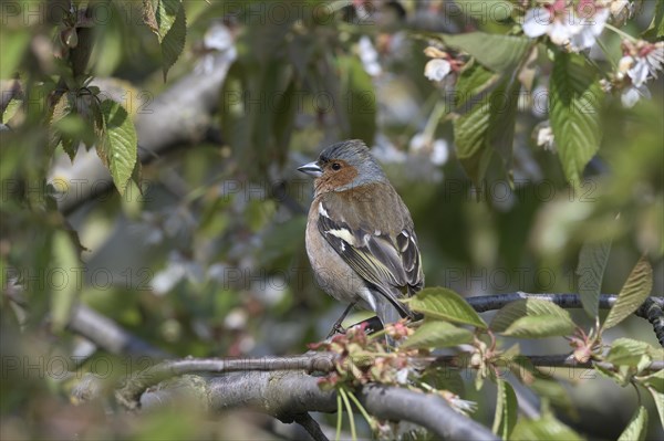 Singing Common chaffinch