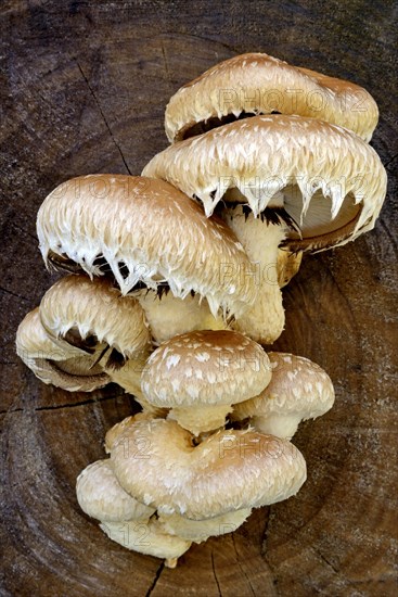 Pholiota populnea