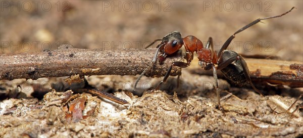 Red Wood Ant