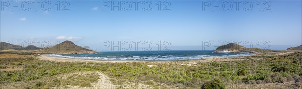 Agaves on the beach