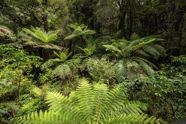 New Zealand rainforest