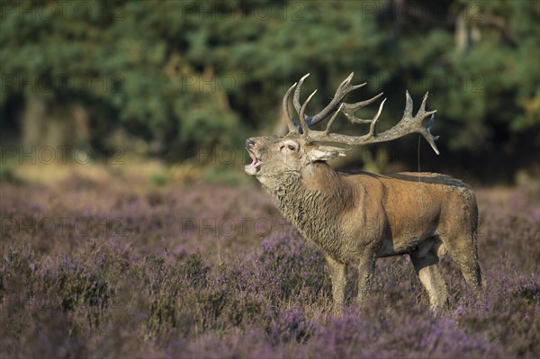 Tube transmitter red deer