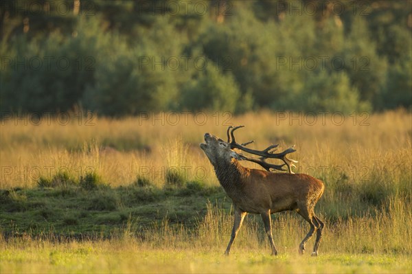 Tube transmitter red deer