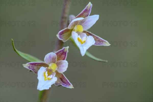 Marsh Helleborine